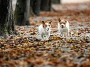 Pet parenting : le chien membre à part entière de la famille