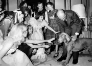 Peut-on interdire les photos de politiques avec leurs chiens ?