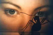 « Phase IV » : l'unique film du génie Saul Bass à redécouvrir