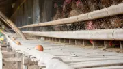 Pierrelatte : un poulailler de 30 000 poules scandalise les riverains