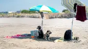 Plages dog friendly au Grau-du-Roi : un succès pour les vacanciers et leurs chiens