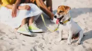 Plages dog friendly : où aller avec son chien sur le littoral méditerranéen ?