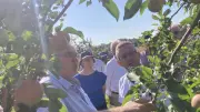 Pomiculteurs de l'Hérault démunis face aux pucerons cendrés