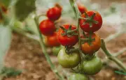 Potager en juillet : 5 erreurs à éviter pour des récoltes abondantes