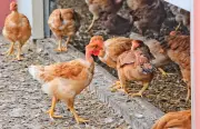 Poulet : comment la réglementation a ruiné la filière française