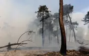 Pourquoi certains arbres résistent-ils aux incendies en Gironde ?