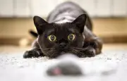Pourquoi les chats domestiques continuent-ils de chasser ?