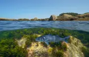 Pourquoi les poissons marins boivent-ils l'eau de mer ?