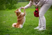Pourquoi votre chien fait semblant de ne pas vous entendre ?