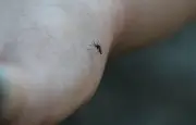 Premier cas autochtone de virus West Nile en France métropolitaine en 2025