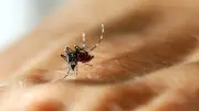 Premier cas autochtone de West Nile dans les Pyrénées-Orientales en 2026