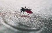 Premiers cas autochtones de chikungunya et virus du Nil en France