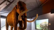 Préhistorama : 30 ans et un été d'animations préhistoriques