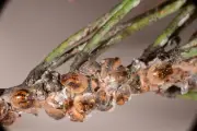 Prolongation de l'utilisation d'un produit contre la cochenille du pin dans le Var