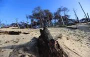 Promesse d'un milliard d'arbres : la nature se régénère mieux sans l'homme
