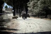 Pétition contre la chasse dans les forêts brûlées atteint 300 000 signatures