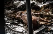Pétition pour un moratoire de chasse dans les forêts incendiées dépasse 300 000 signatures