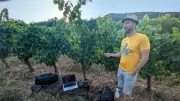 Quand la vigne compose sa propre musique, le pari de deux créateurs