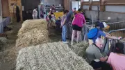 Quatre nouvelles visites de fermes dans le Gévaudan cet été