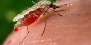 Réactions allergiques sévères aux piqûres de moustiques : un phénomène méconnu
