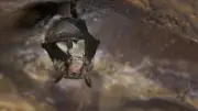 Rage mortelle : une fillette de 6 ans mordue par une chauve-souris aux États-Unis