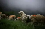 Randonnée terrifiante dans le Mercantour : un patou blessé par des loups les suit
