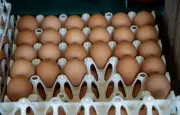 Rappel d'œufs contaminés à la Salmonelle chez Lidl dans toute la France