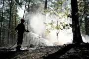 Rebâtir la forêt de Fontainebleau : « Il ne faut pas partir du principe qu’on va retrouver exactement la même chose »