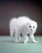 Rencontres d'Arles 2026 : le modèle animal décrypté