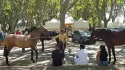 Rencontres équestres à Beaucaire : concours, horseball et spectacle de voltige