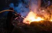 Reprise d'incendie en forêt de Fontainebleau : 6 hectares brûlés, pompiers mobilisés