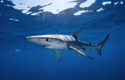 Requins en France : présence, rareté et risque pour les baigneurs