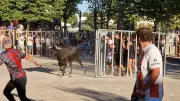 Retour des encierros et taureaux piscine à Pérols en juillet