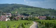 À Ribeauvillé, la plus ancienne coopérative viticole de France