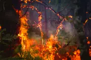 Risques d'incendies : l'ONF tire la sonnette d'alarme