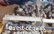 Romain Van Thienen livre sa recette de pâtes aux cèpes
