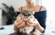 Ronronnement du chat : bien plus qu'un simple signe de bonheur