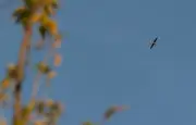 Roumanie : troisième drone abattu en trois jours, le président hausse le ton