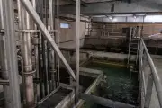 Résidus médicamenteux dans les eaux : le poisson oublié