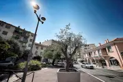 Saint-Laurent-du-Var : 6 000 arbres en 12 ans contre la chaleur