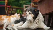 Saisie de 80 animaux maltraités en Belgique : 75 chiens et chats, gerbilles et canari