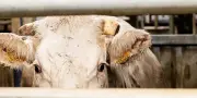 Sauvetage de l'abattoir d'Autun : un modèle artisanal contre l'industrie