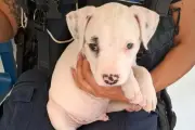 Sauvetage d'un chiot enfermé dans une voiture en plein soleil à Cannes