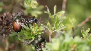 Scarabée japonais capturé à Strasbourg : menace pour 300 plantes
