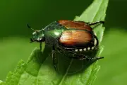 Scarabée japonais : nouvelle alerte dans les Alpes-Maritimes avec cinq spécimens capturés