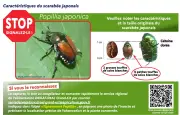 Scarabée japonais repéré en Alsace : appel à le capturer et le tuer
