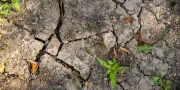 Sécheresse exceptionnelle : la Creuse transformée en désert agricole