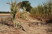 Sécheresse : où est passée l'eau tombée cet hiver ?