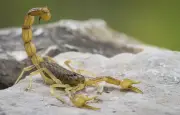 Scorpion languedocien : identification, reproduction et venin
