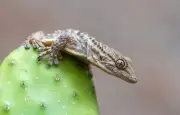 Scorpions, geckos, flamants, ibis sacré : la faune dépaysante du sud de la France